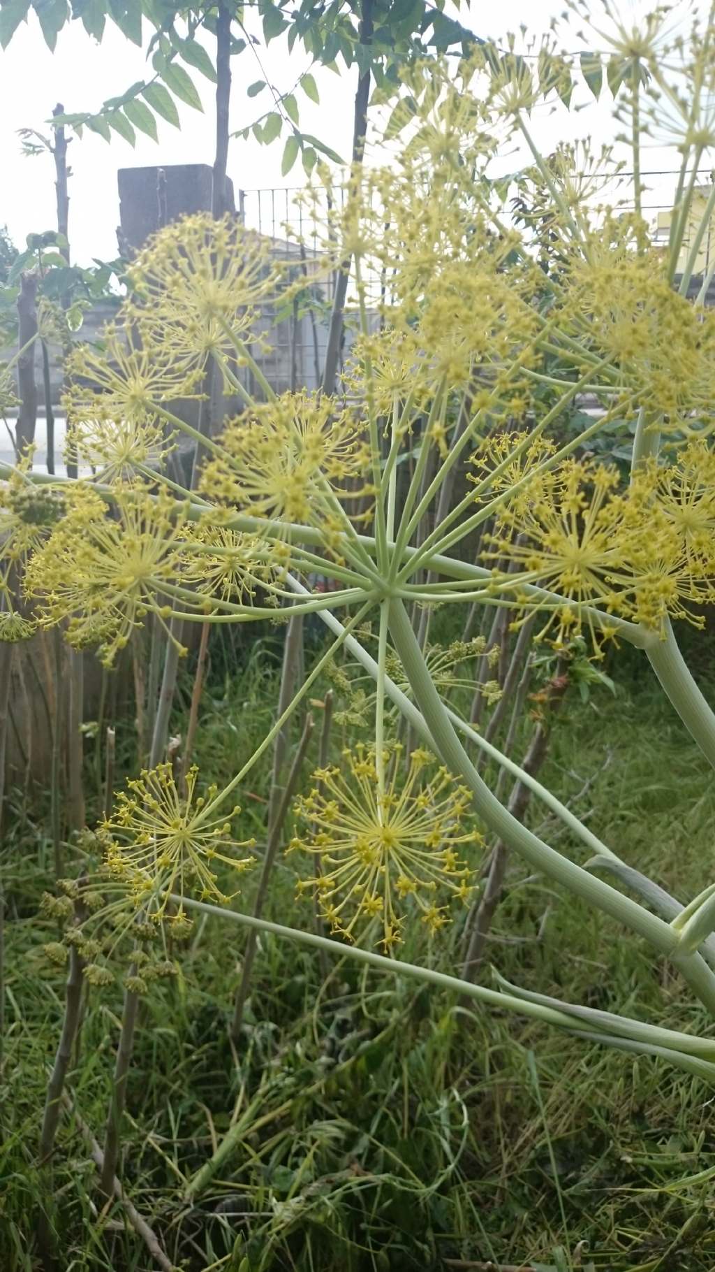 Ferula communis?  No, Thapsia garganica (Apiaceae)