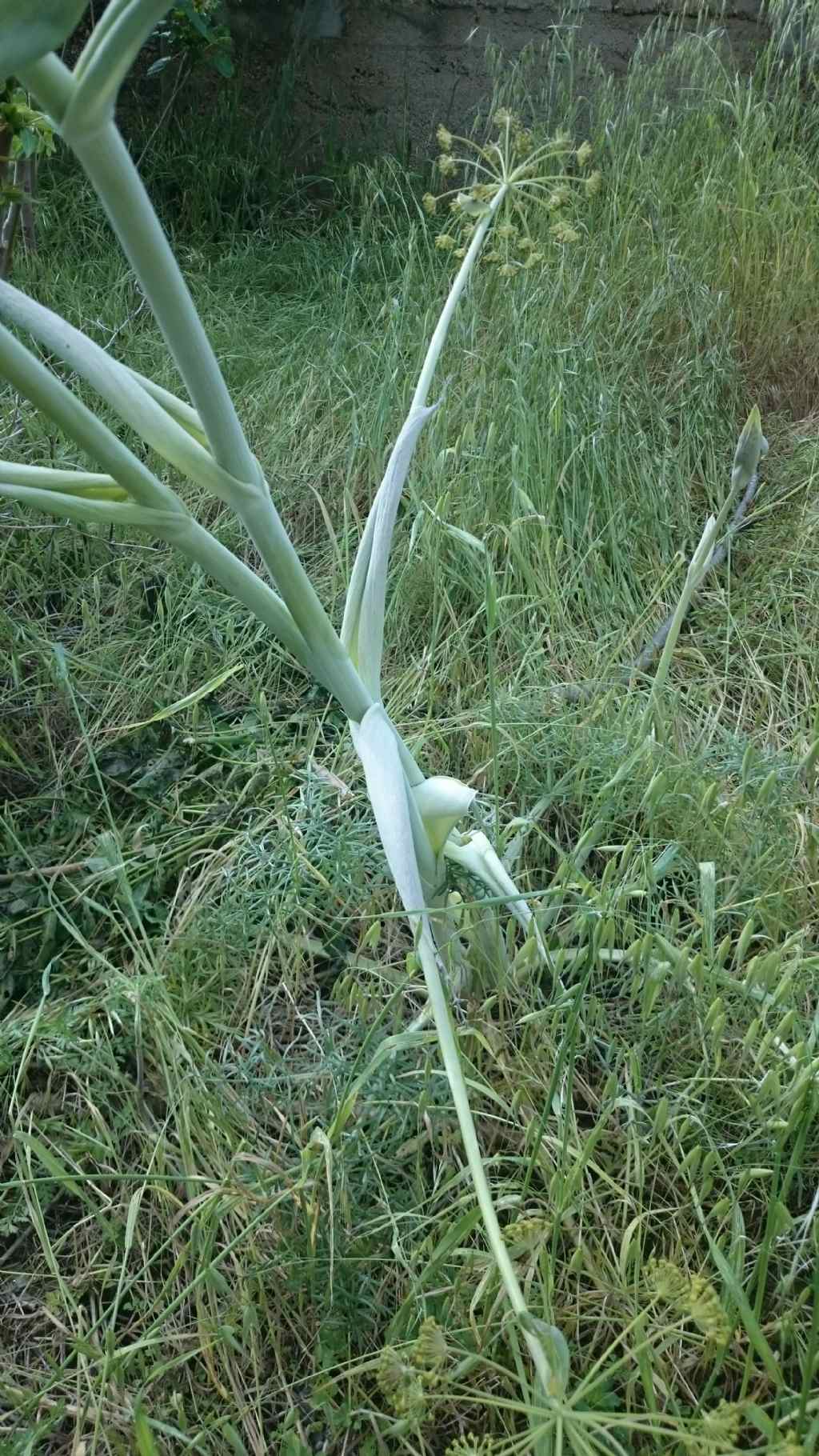 Ferula communis?  No, Thapsia garganica (Apiaceae)