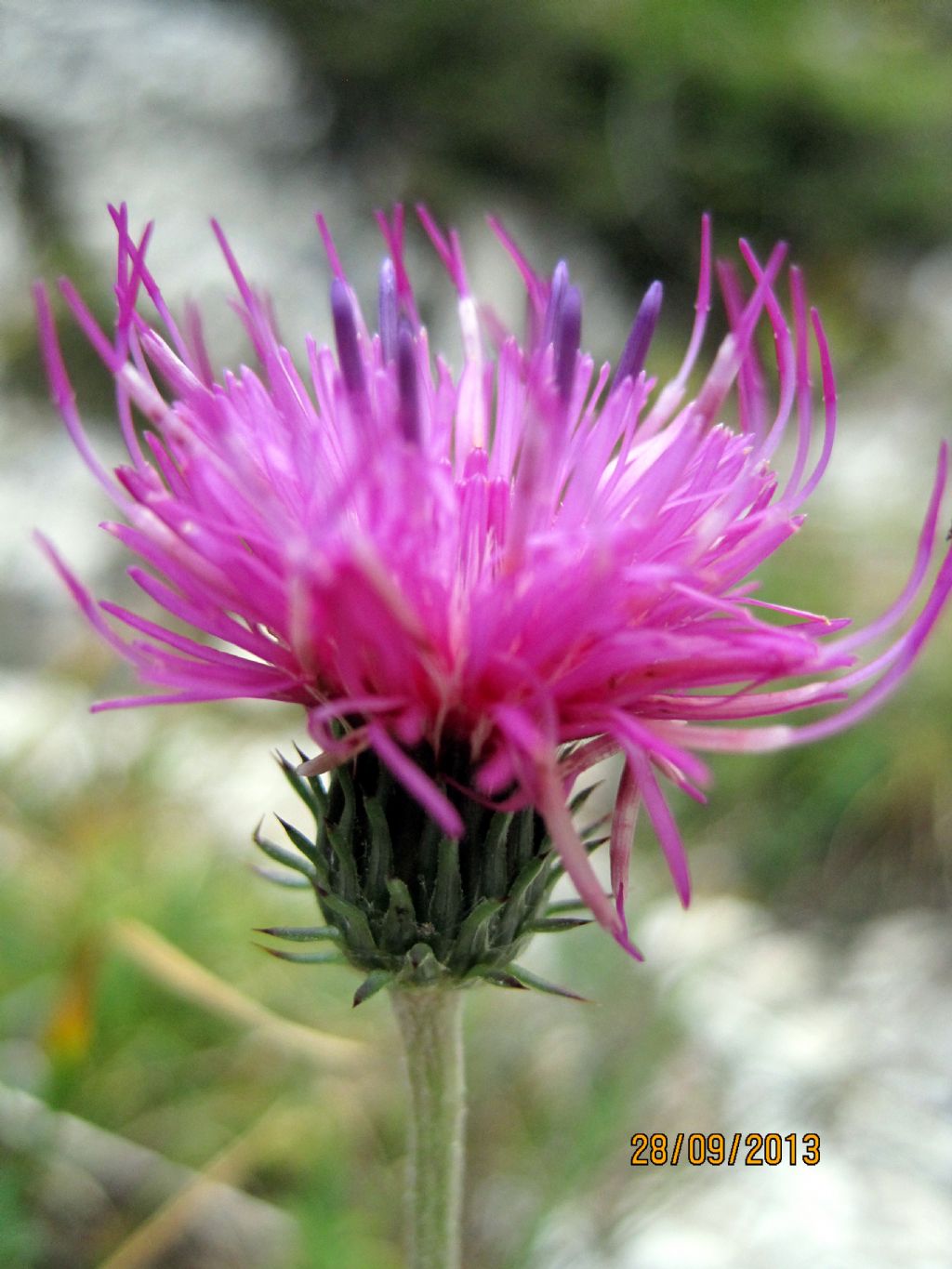 Centaurea - no, Carduus cfr. defloratus