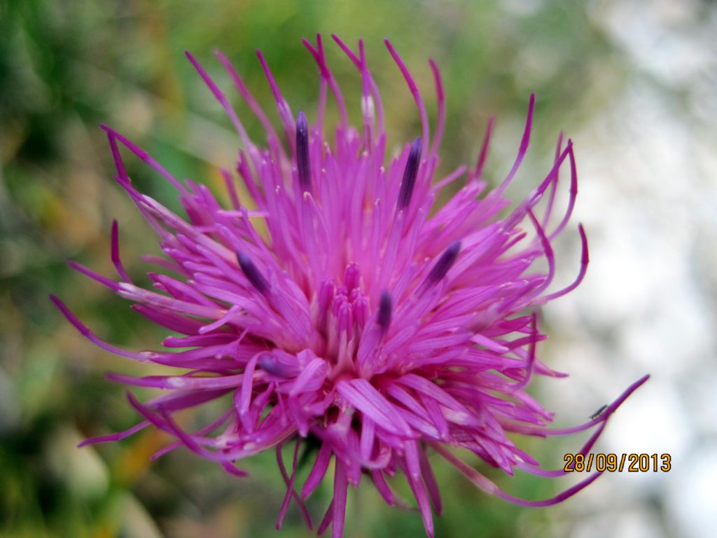 Centaurea - no, Carduus cfr. defloratus