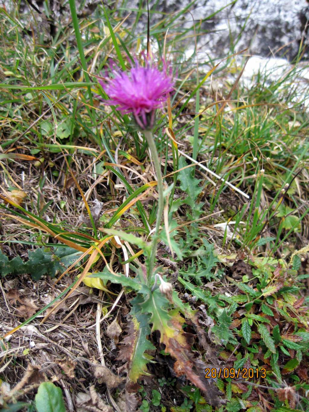 Centaurea - no, Carduus cfr. defloratus