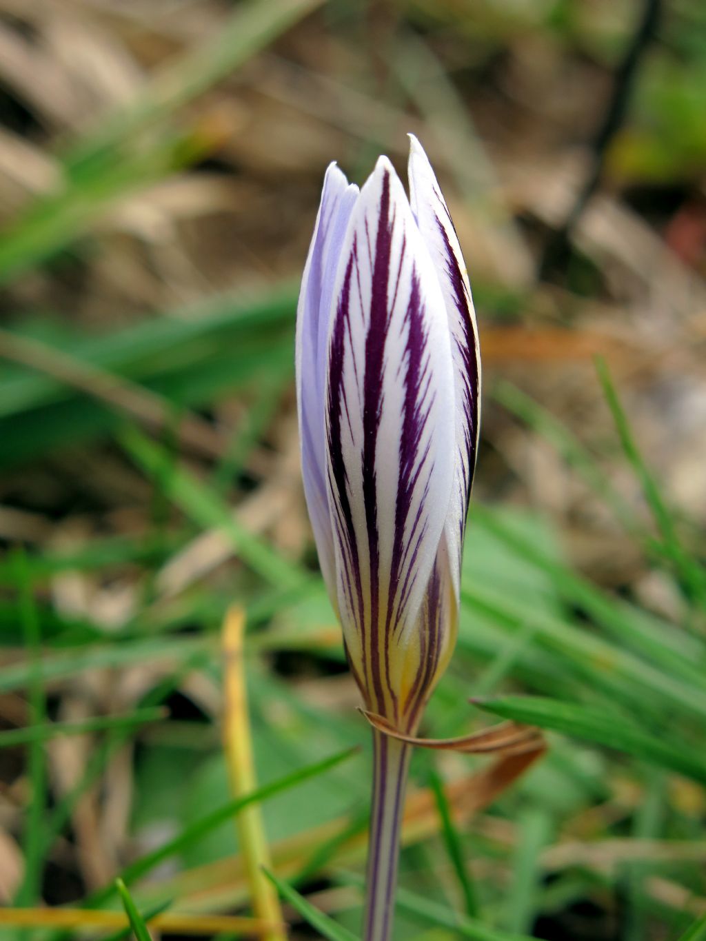 Crocus reticulatus / Zafferano triestino