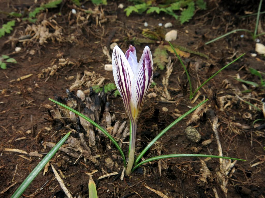 Crocus reticulatus / Zafferano triestino