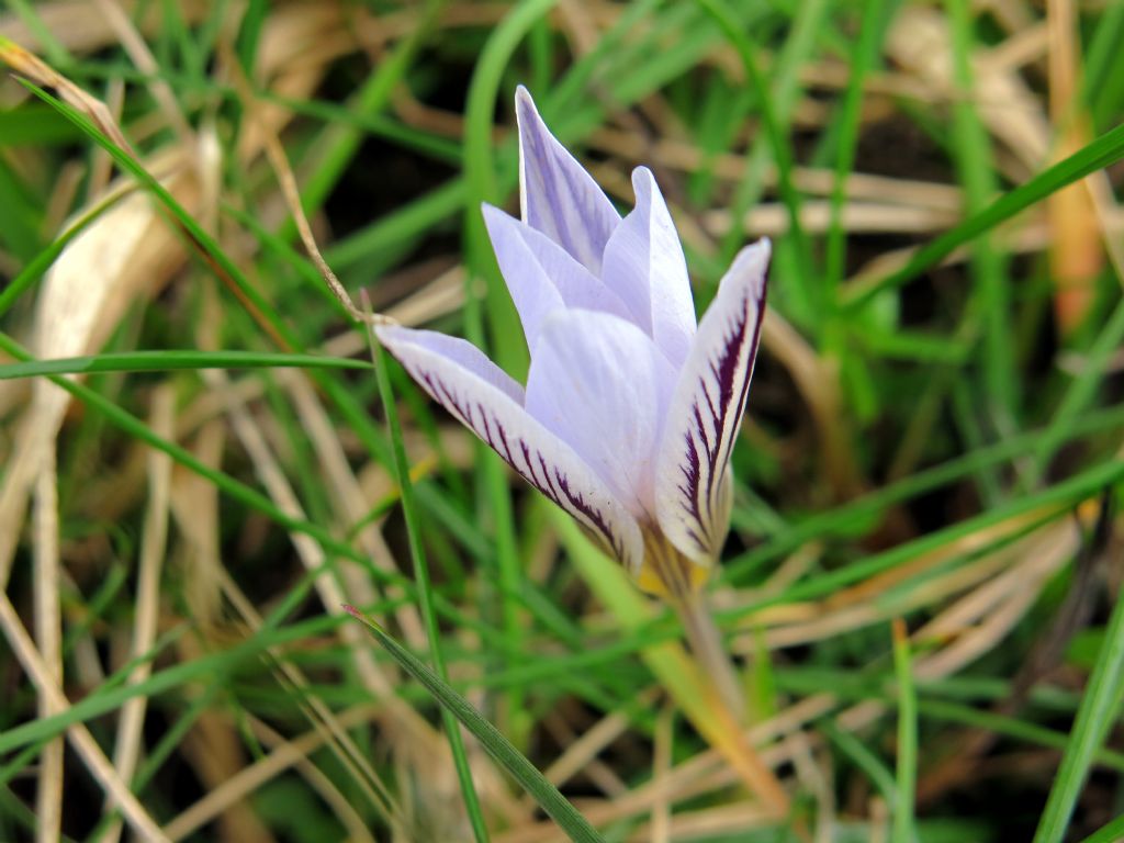 Crocus reticulatus / Zafferano triestino