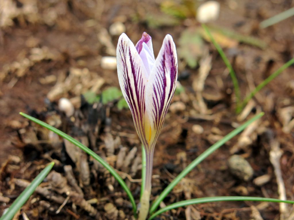 Crocus reticulatus / Zafferano triestino