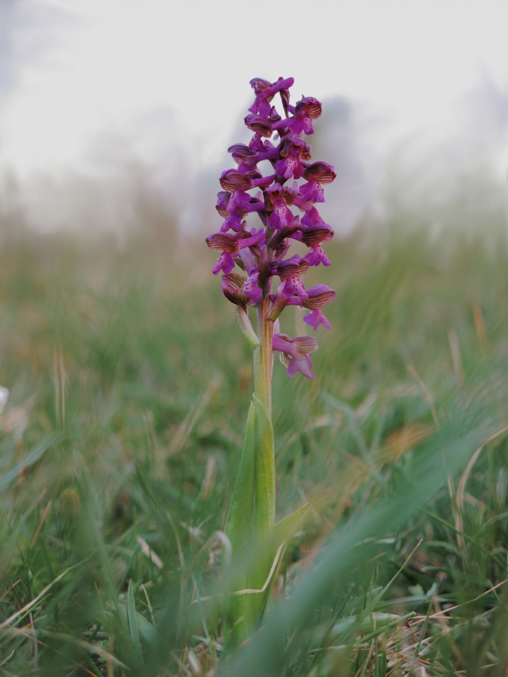 Anacamptis morio