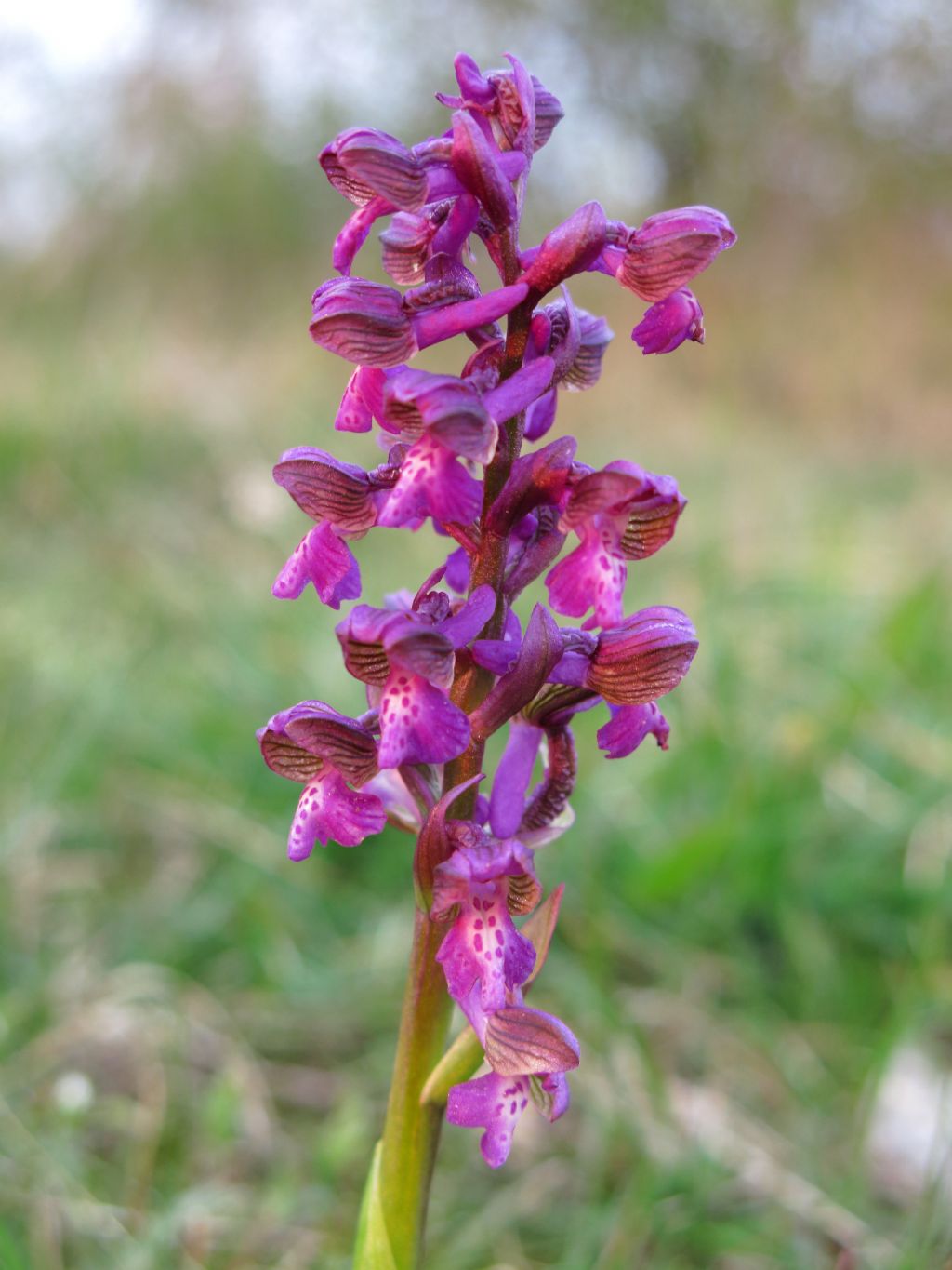 Anacamptis morio