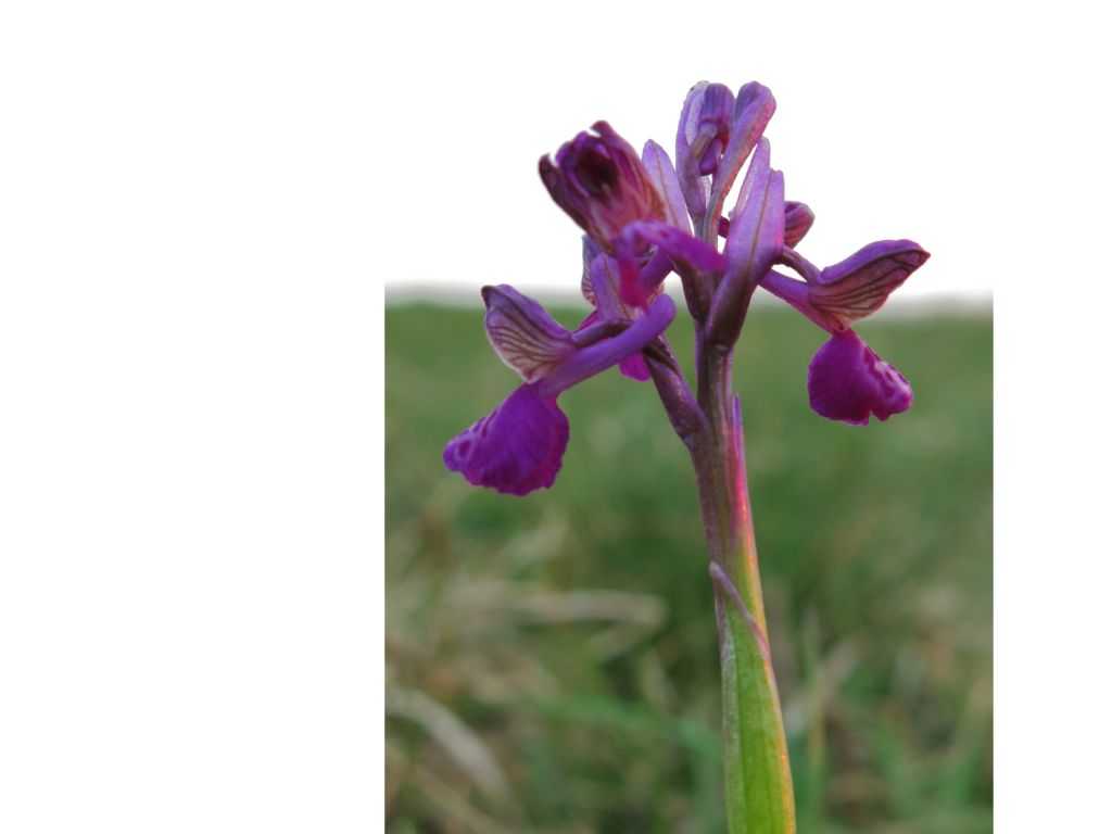 Anacamptis morio