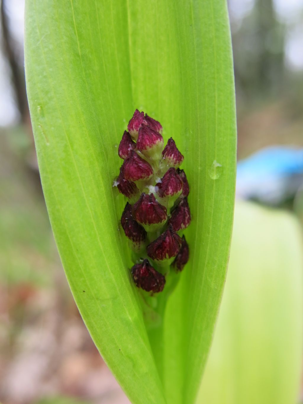 che cos''? Orchis purpurea