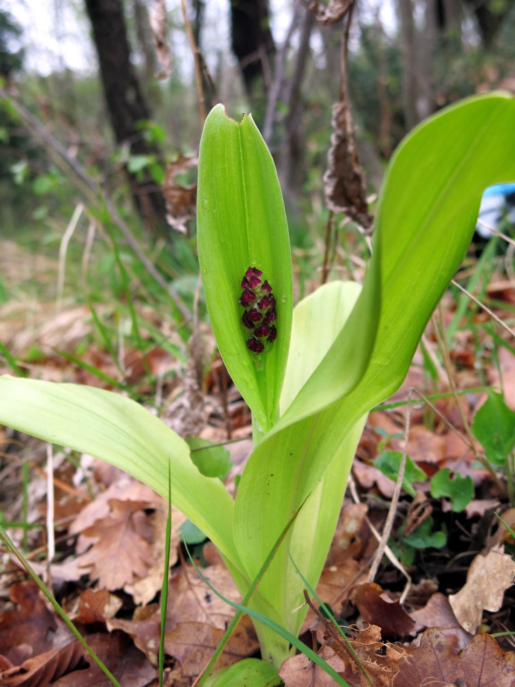 che cos''? Orchis purpurea