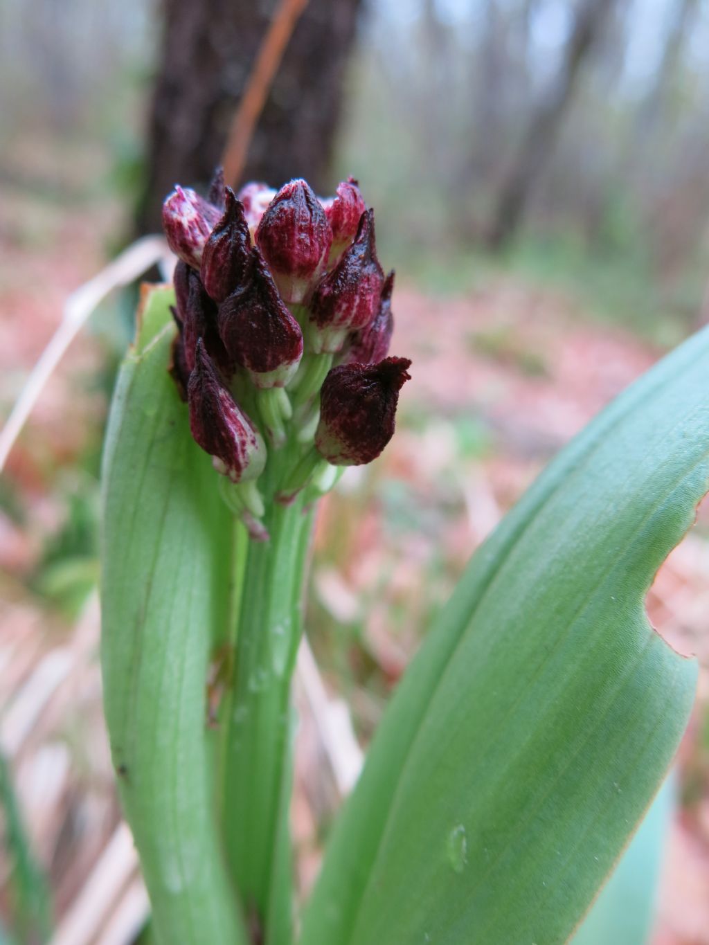 che cos''? Orchis purpurea