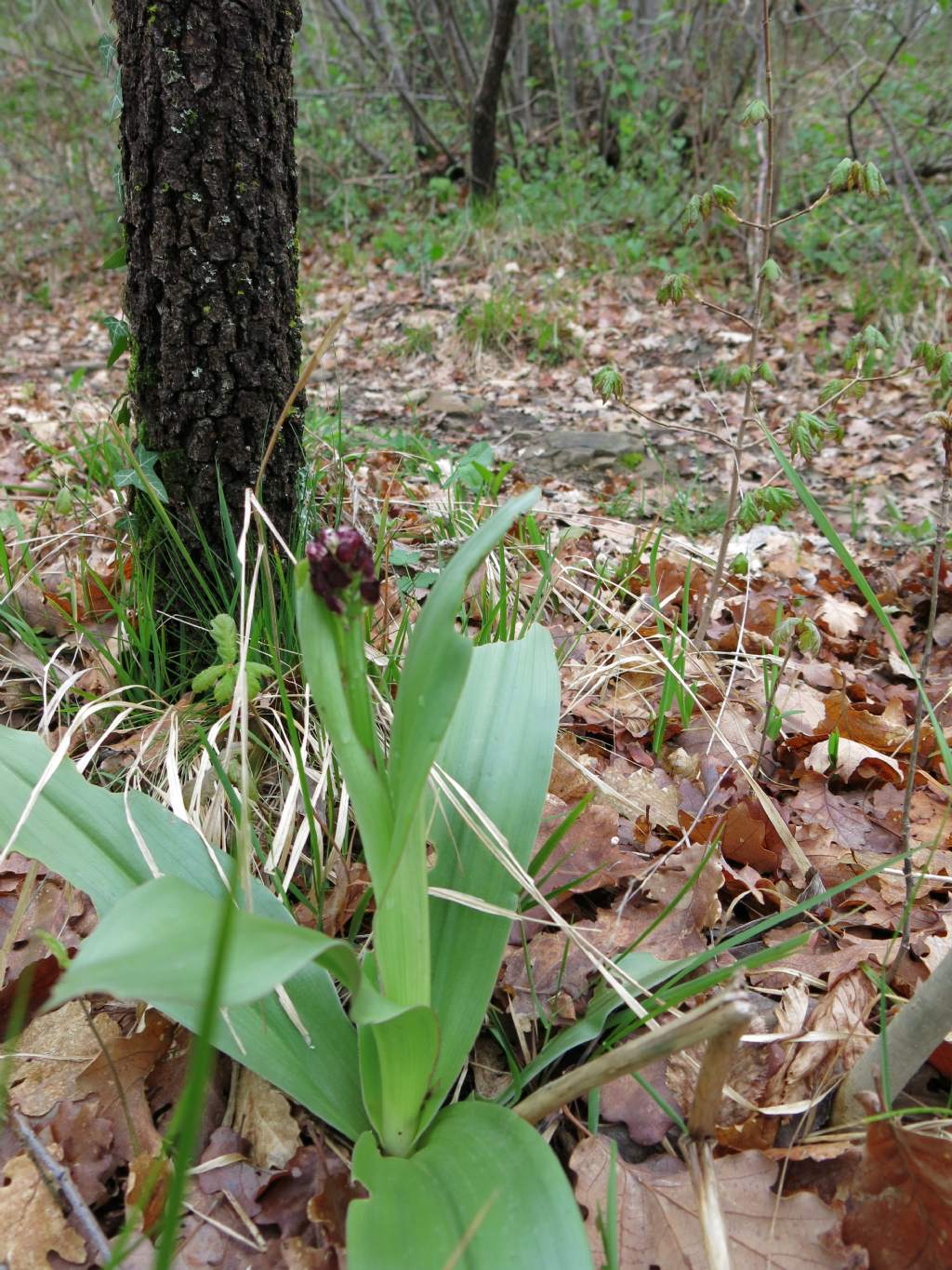 che cos''? Orchis purpurea