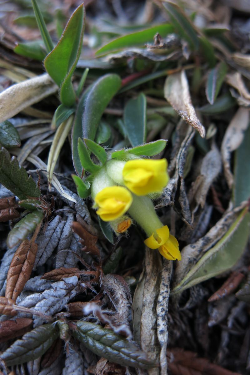 Anthyllis vulneraria s.l.