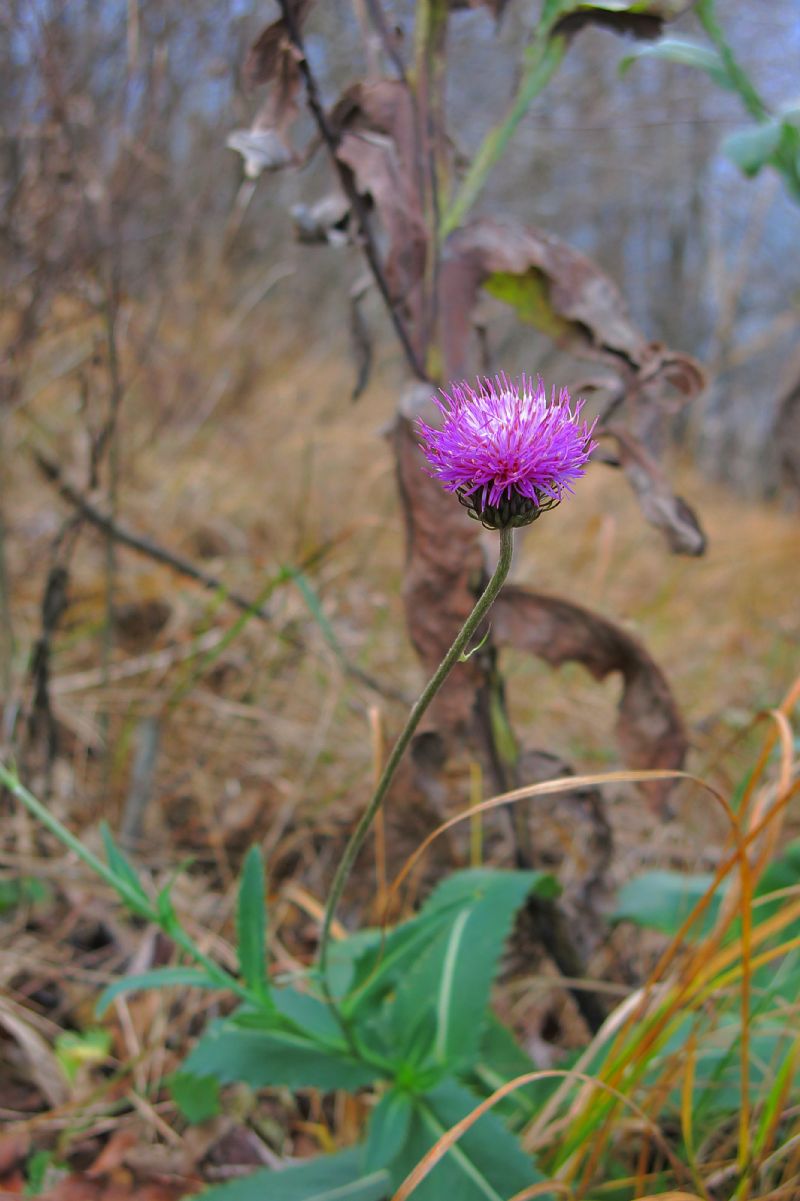 Carduus defloratus subsp. sumanus. (=crassifolius) / Cardo del Trentino