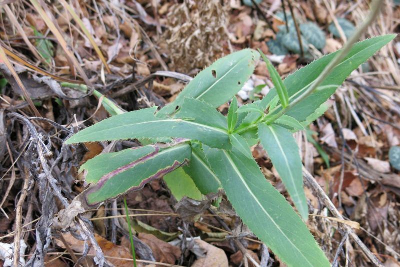 Carduus defloratus subsp. sumanus. (=crassifolius) / Cardo del Trentino
