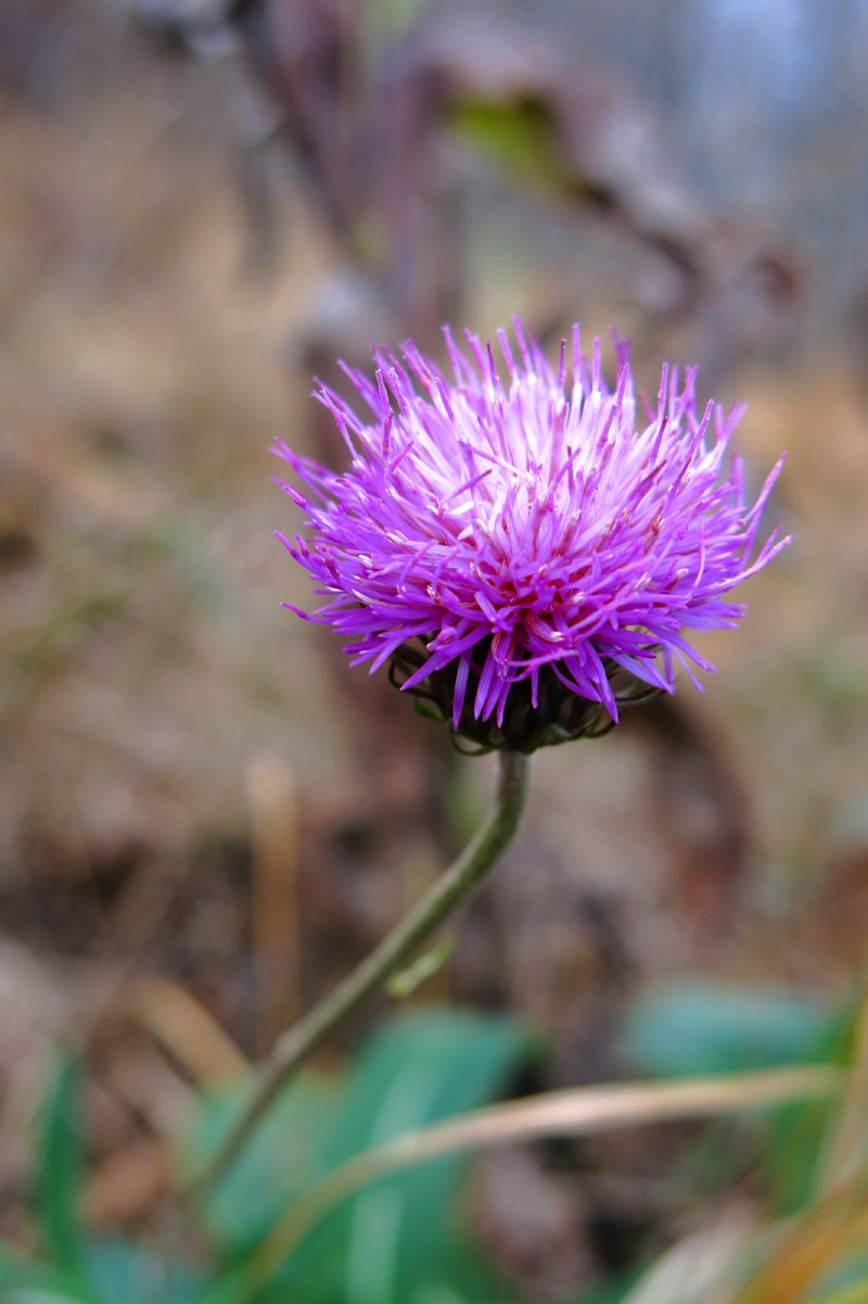 Carduus defloratus subsp. sumanus. (=crassifolius) / Cardo del Trentino