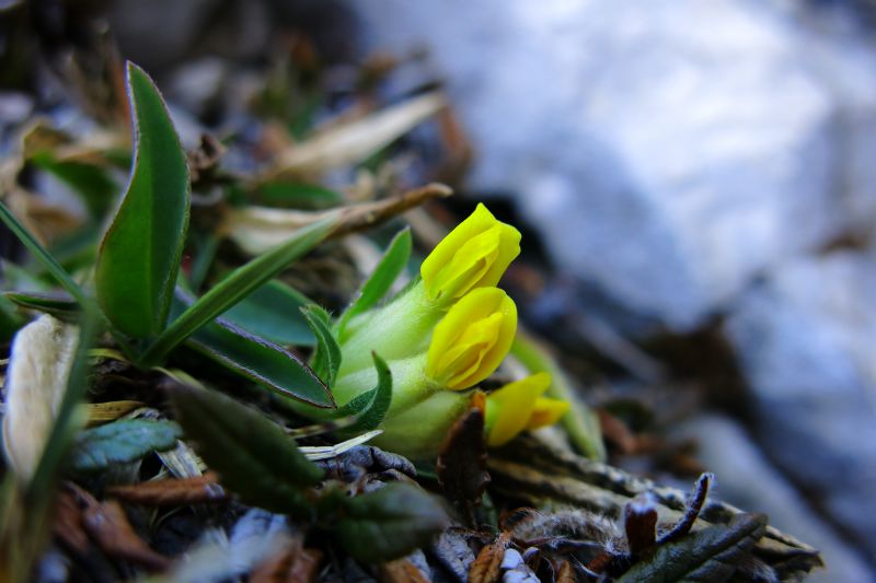 Anthyllis vulneraria s.l.