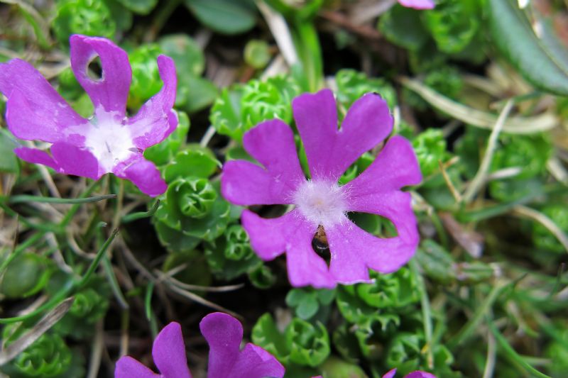 Primula minima / Primula ventaglina