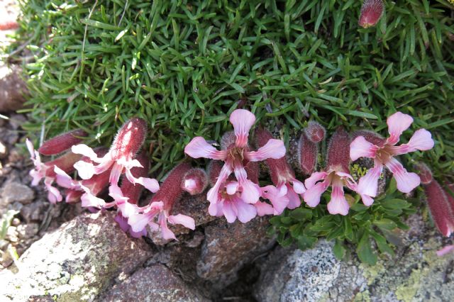 Silene??... no, Saponaria pumila