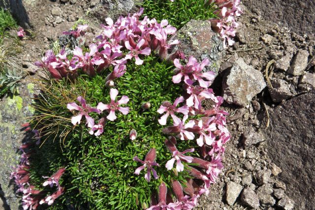 Silene??... no, Saponaria pumila