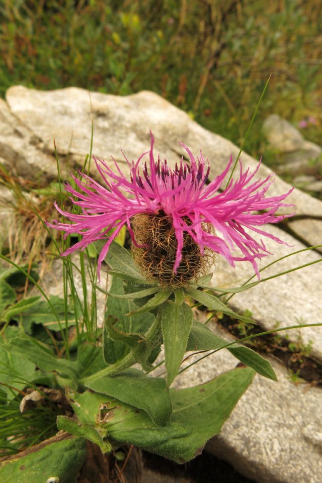 Centaurea nervosa