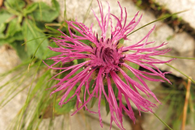 Centaurea nervosa