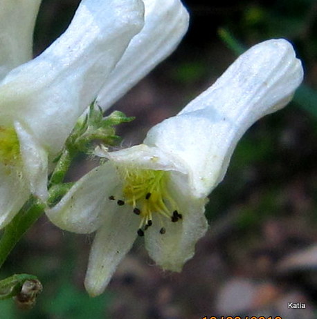 Aconitum lyctotonum