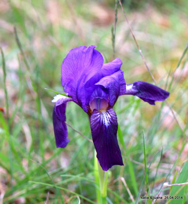 Iris lutescens