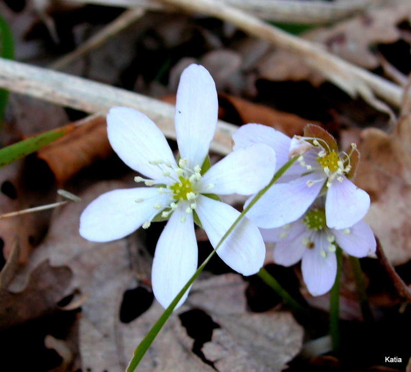 Hepatica nobilis bianca