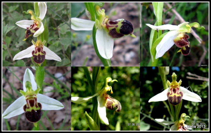 Ophrys apifera var. laetitiae