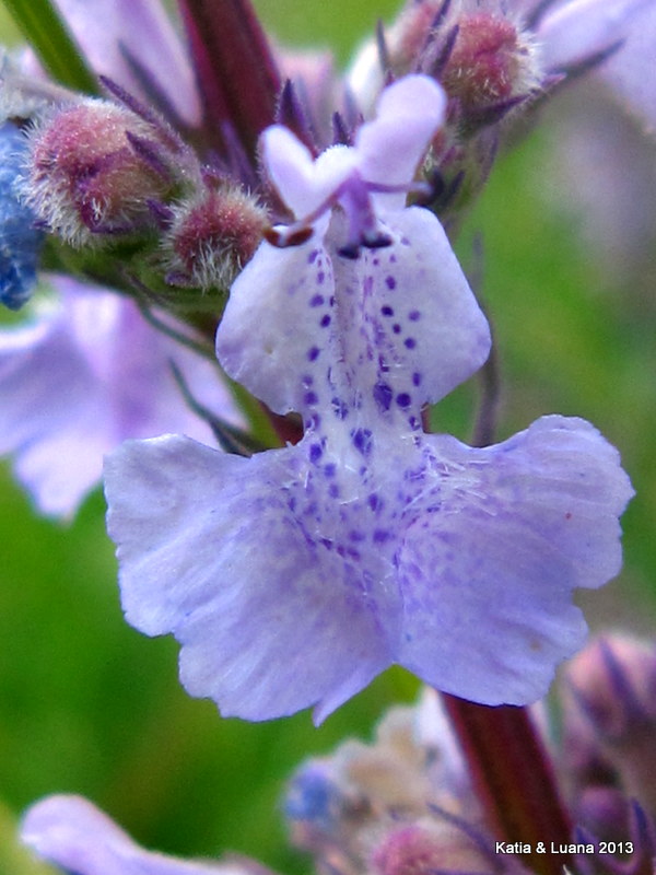 Nepeta nuda / Gattaia glabra