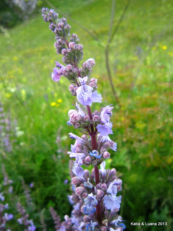 Nepeta nuda / Gattaia glabra