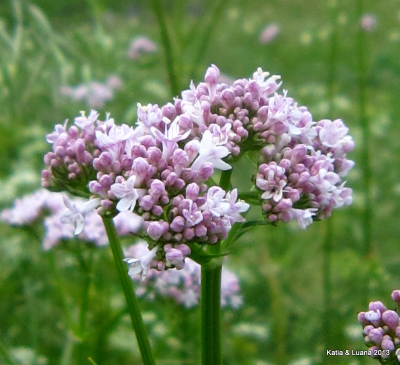 Valeriana officinalis / Valeriana comune