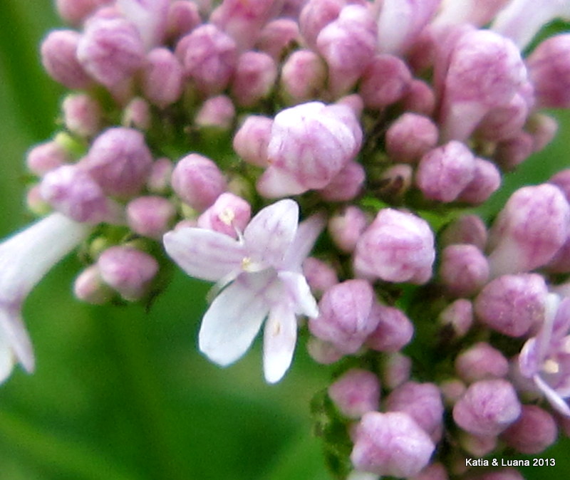 Valeriana officinalis / Valeriana comune