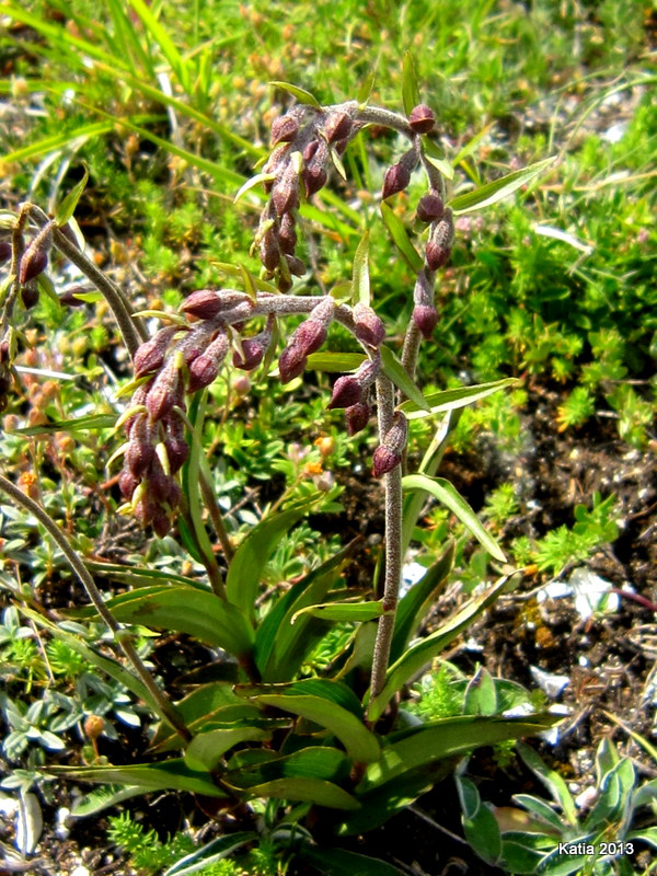 Epipactis. atrorubens