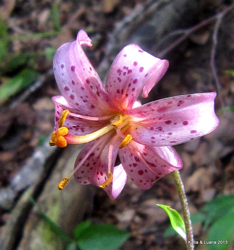 Lilium martagon