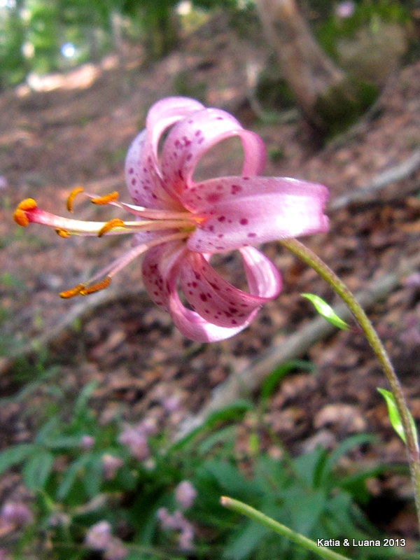 Lilium martagon