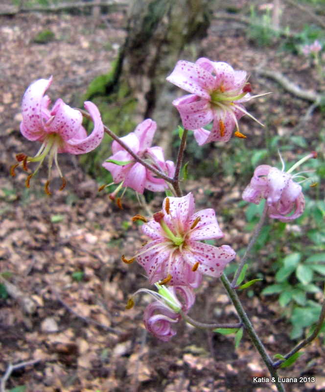 Lilium martagon