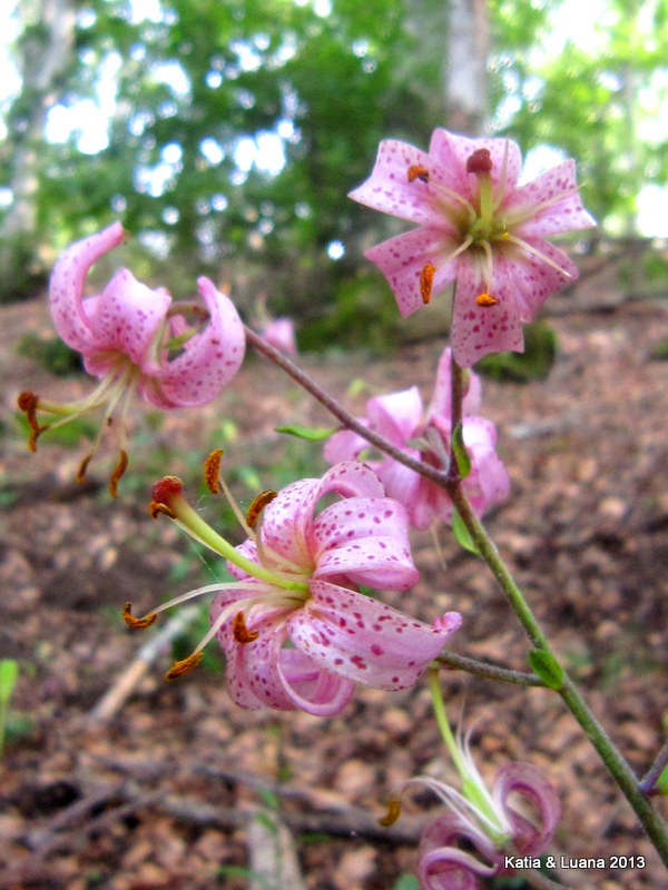 Lilium martagon