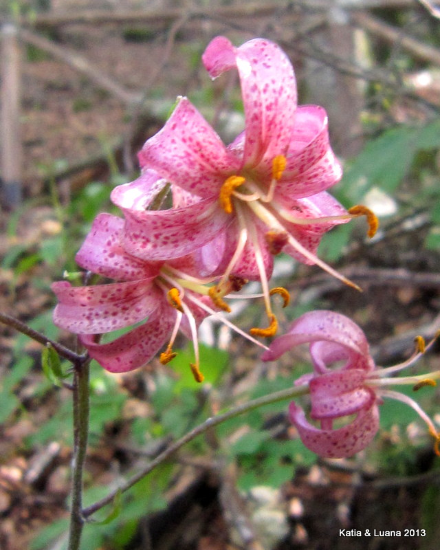 Lilium martagon