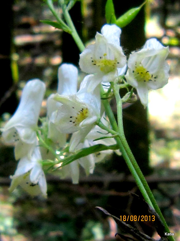 Aconitum lyctotonum