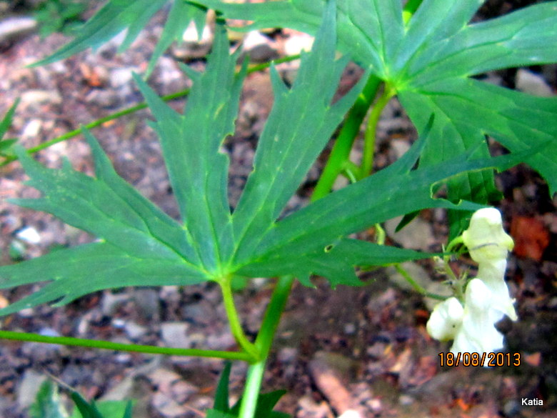 Aconitum lyctotonum