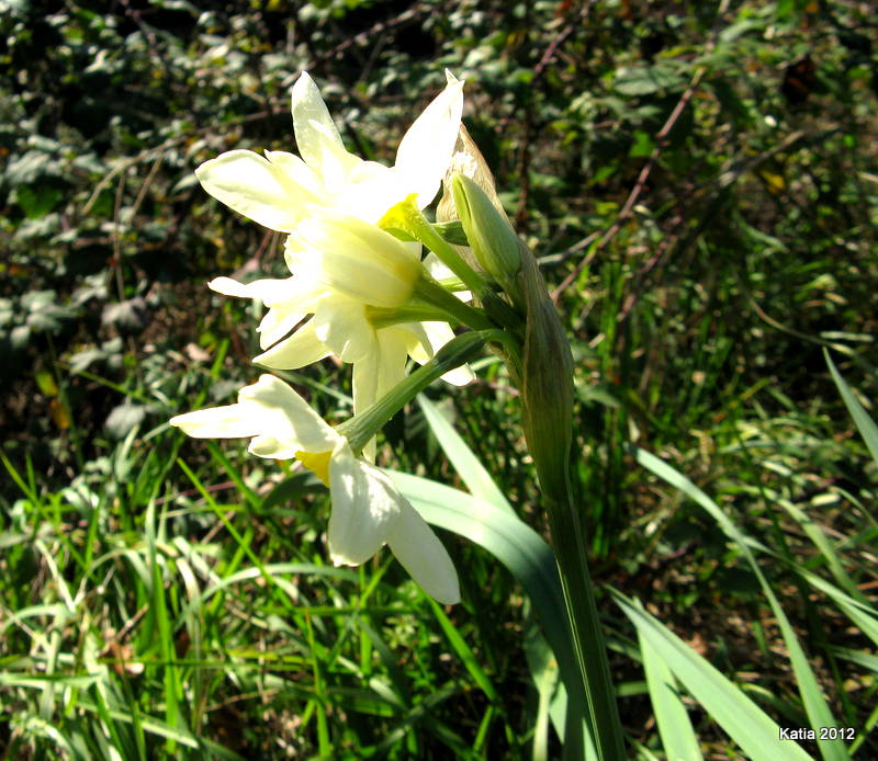 lusus di narciso