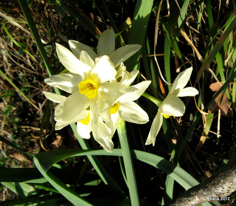 lusus di narciso