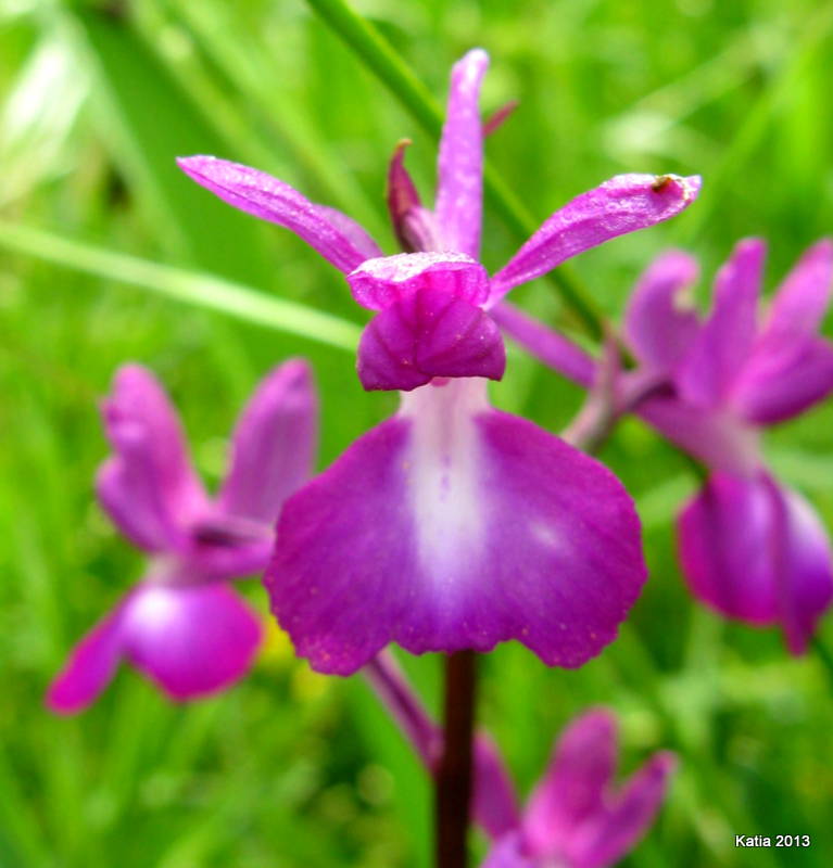 A. laxiflora