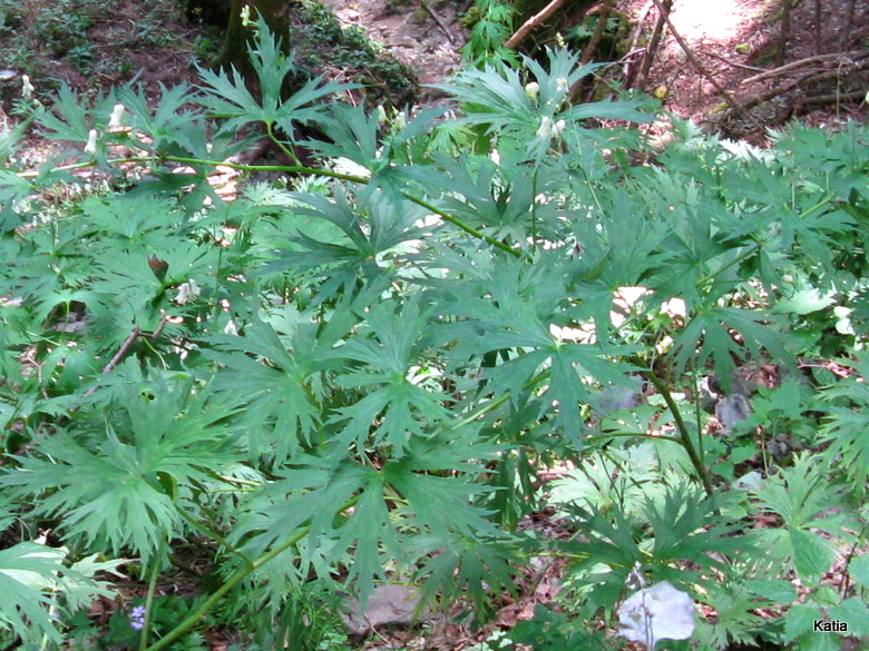 Aconitum lyctotonum