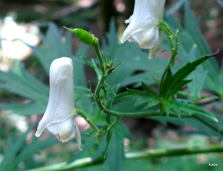 Aconitum lyctotonum