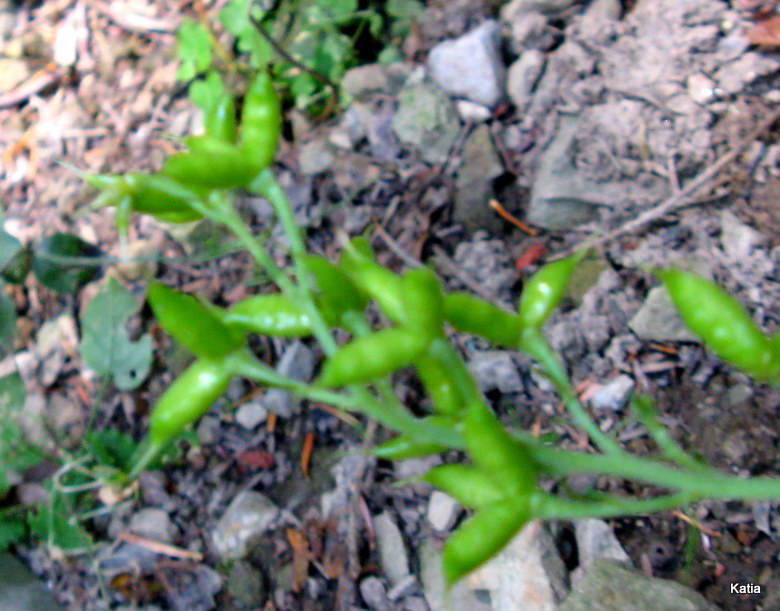 Aconitum lyctotonum