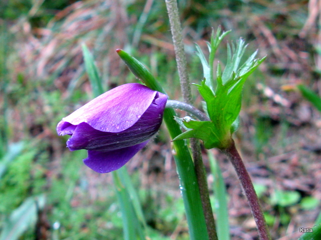 Anemone coronaria / Anemone dei fiorai