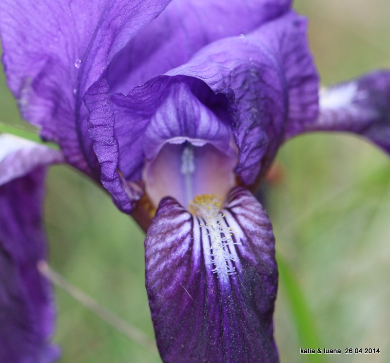 Iris lutescens